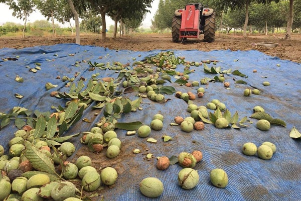 Blog - Efficient Solutions for Washing, Peeling, Drying, and Calibration of Walnuts: Small and Industrial Orchard Considerations