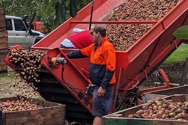 Blog - The Significance of Nut Drying in Orchards: Preserving Quality and Maximizing Yield