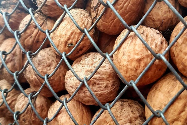 Blog - Walnut moisture standards. Temperature and storage conditions on an industrial scale