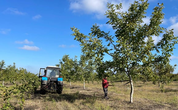 Walnut Harvesting Equipment