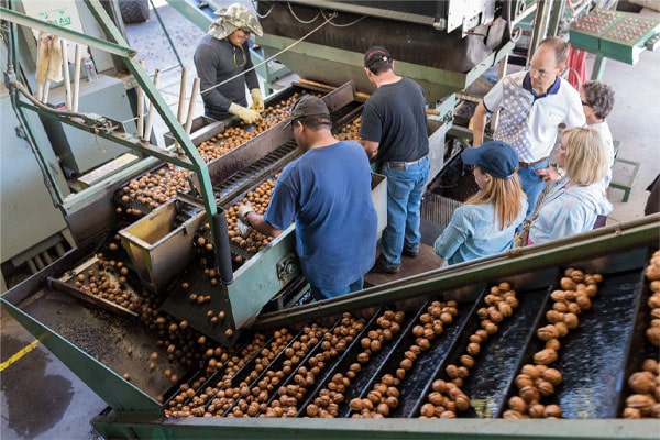 Blog - Automation of an existing walnut processing plants