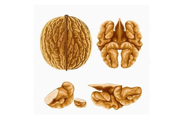 Blog - Classification of the walnut kernel by size. Why sort the kernel?