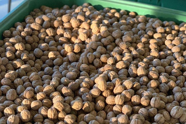 Blog - Difficulties in processing freshly picked walnuts