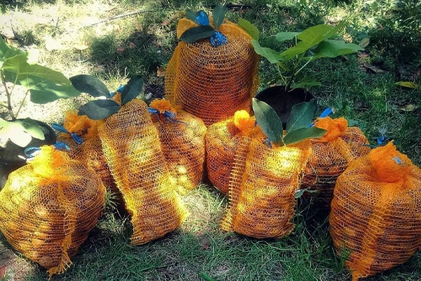 Blog - Drying process in hazelnut, almond, and walnut orchards