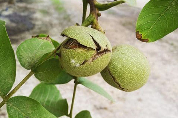 Blog - Equipment for industrial walnut orchards