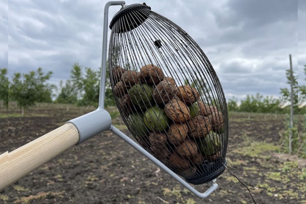 Blog - When is walnut harvested? How to make harvesting easier? Roll for collecting walnuts in action!