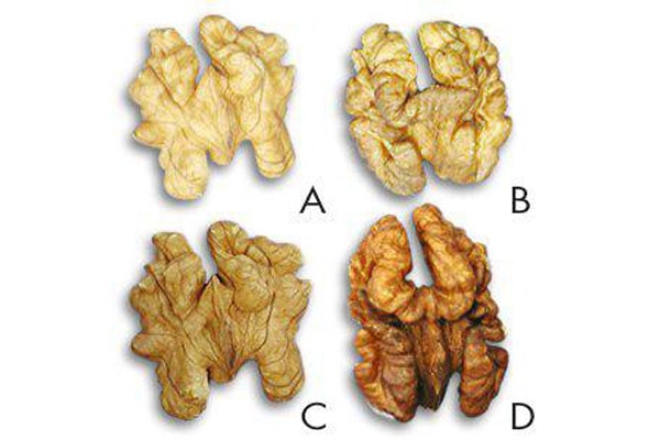 Blog - How expensive is it to sell a walnut kernel? Classification of walnut kernels. Walnut kernel categories