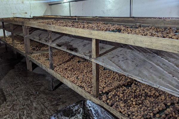 Blog - How to dry walnuts at home and at production!?