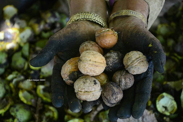 Blog - How to get a light walnut kernel and increase your income?