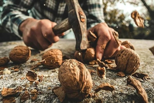 Blog - How to process overdried walnuts
