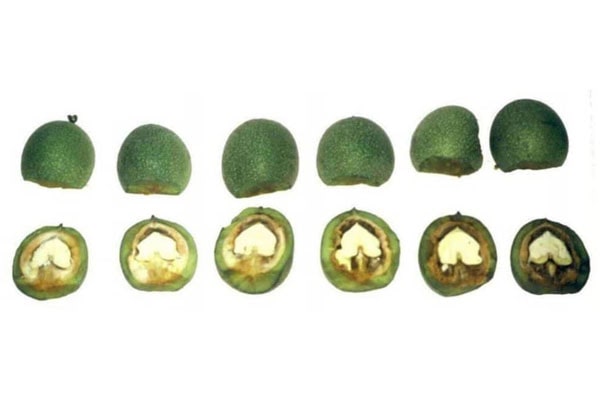 Blog - Ripening of walnuts. When to collect a nut and how to properly prepare it for processing and storage!?