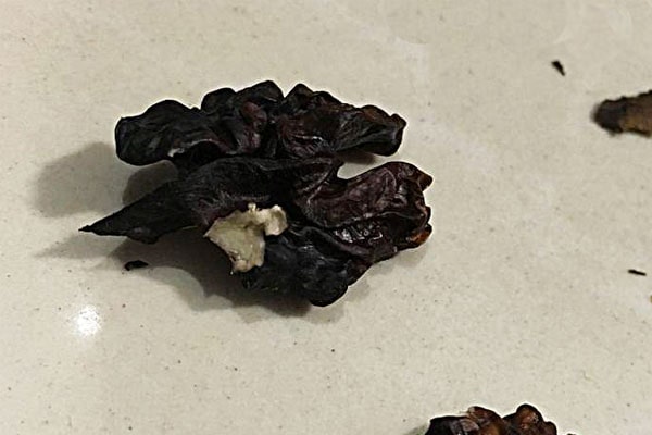Blog - When to collect walnuts!? Signs of ripeness and reasons why you shouldn't pick an unripe nut