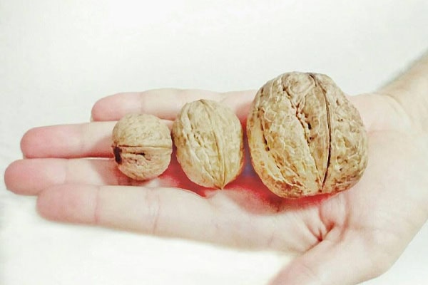 Blog - Sizing walnut. How to choose a calibrator and its purpose in walnut processing!?