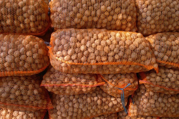 Blog - Storage of hazelnuts and walnuts. Norms and rules