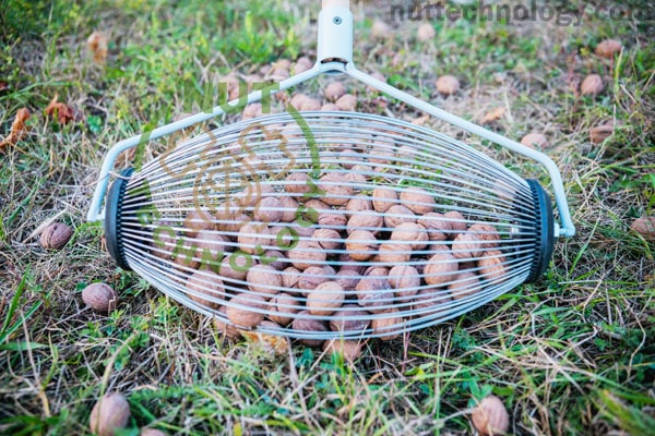 Blog - Technology of harvesting walnuts in orchards