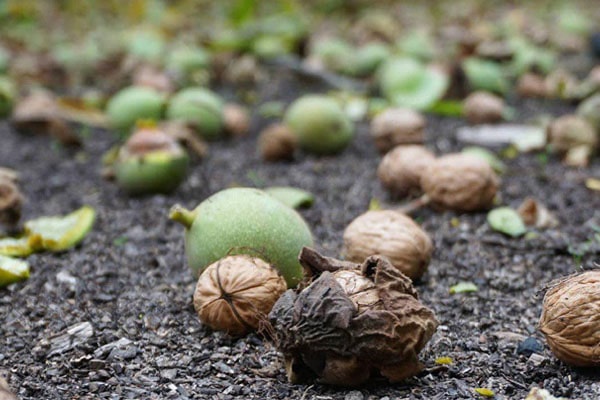 Blog - Technology of harvesting walnuts in orchards