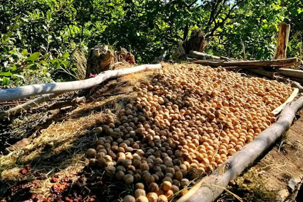Blog - Walnut drying. Possible problems during and after drying