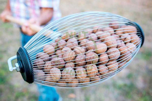 Blog - Walnut harvesting technology in industrial gardens