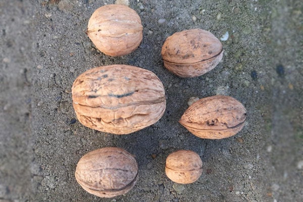Blog - Walnut calibration as part of walnut preparation for sale and cracking