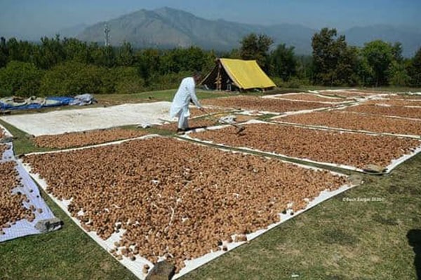 Blog - Walnut drying. Possible problems during and after drying