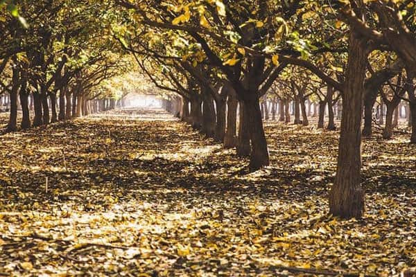 Blog - Preparation for harvesting walnuts, berries and fruits