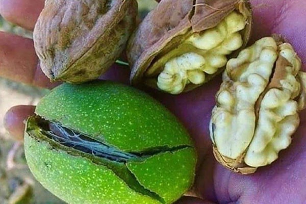 Blog - What determines the color of the walnut kernel? How to prevent kernel darkening?