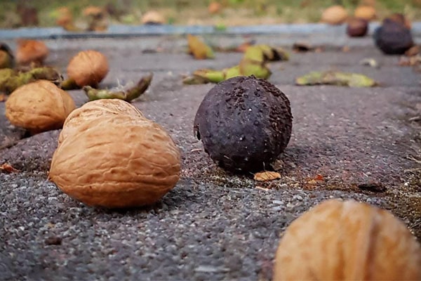 Blog - When is walnut harvested? How to make harvesting easier? Roll for collecting walnuts in action!